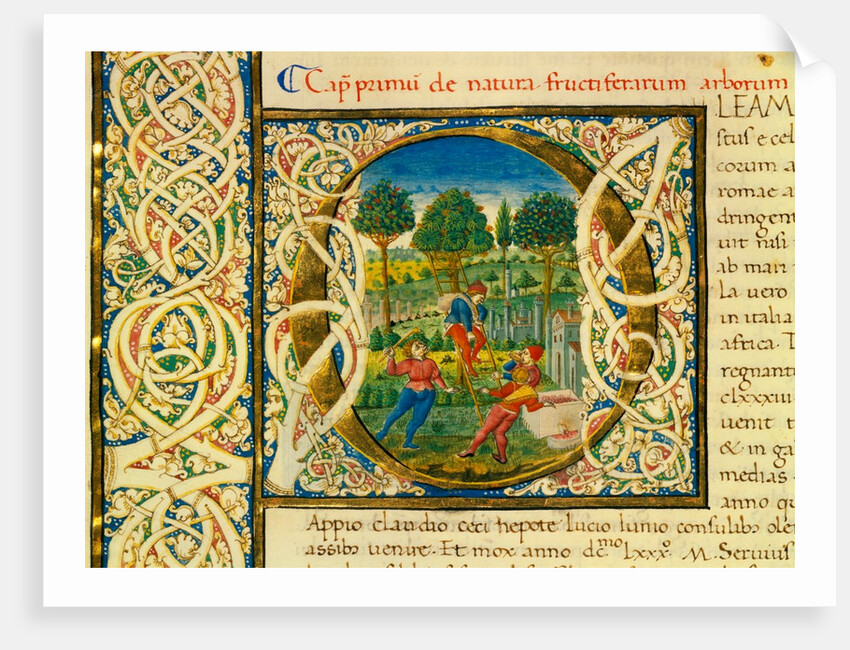 Initial O, from Pliny's Natural History. Italy, mid-15th century by Pliny the Elder