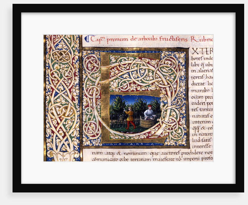 Initial E by Pliny The Elder