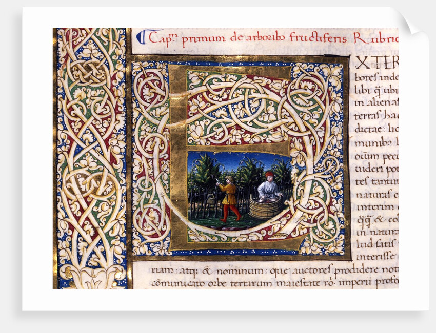 Initial E by Pliny The Elder