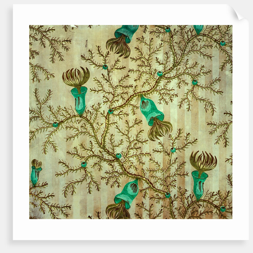 Thorn Damask wallpaper, detail by Unknown