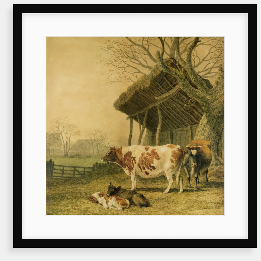 Alderney Cows and Calves by Robert Hills