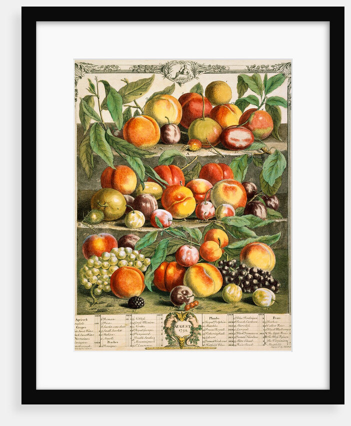 August, from The twelve months of fruits by Robert Furber