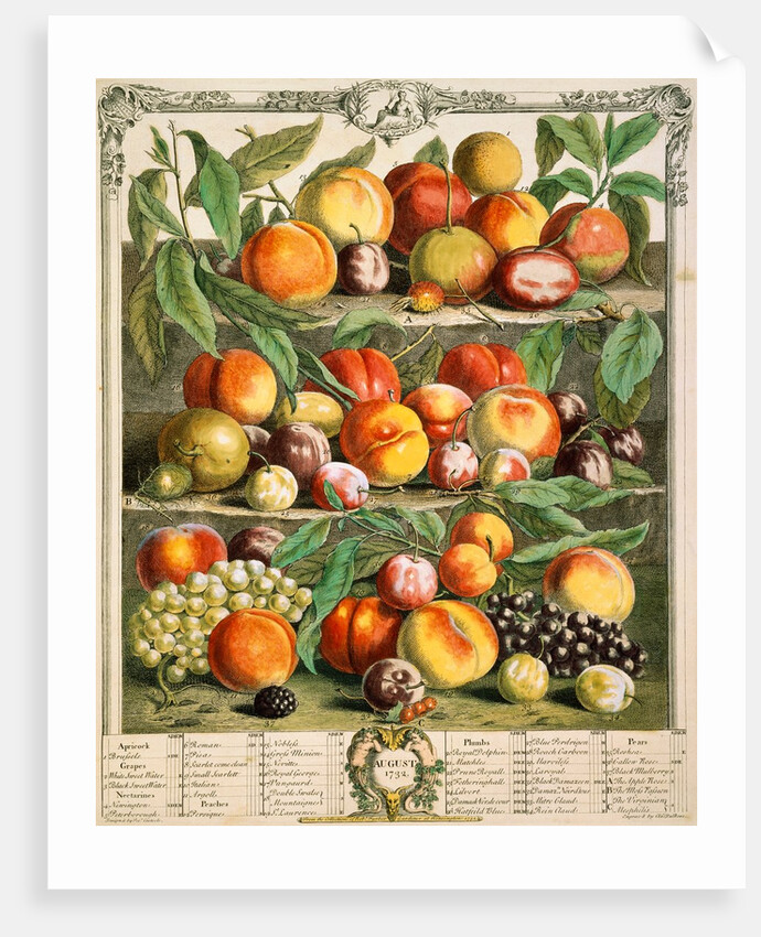 August, from The twelve months of fruits by Robert Furber