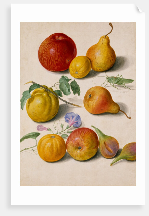 Watercolour by Johann Jakob Walther