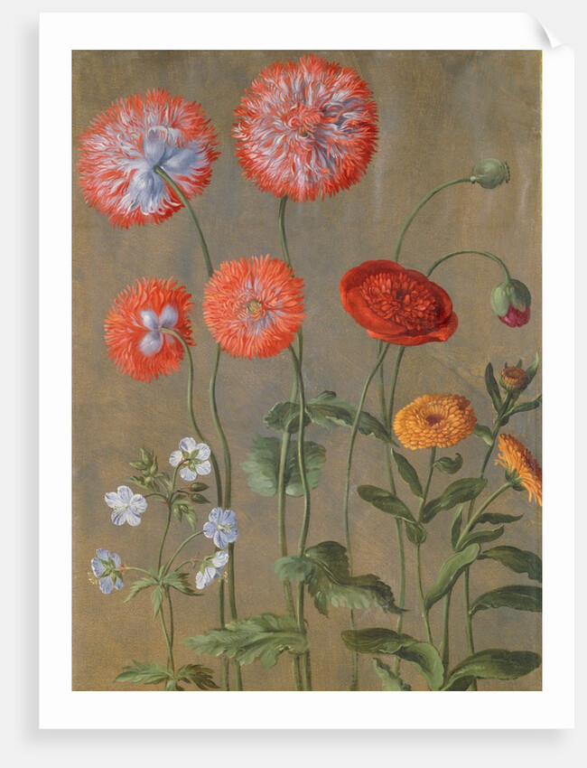 Poppies by Johann Jakob Walther