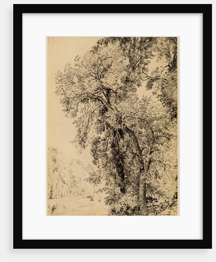 Study of Ash Trees by John Constable