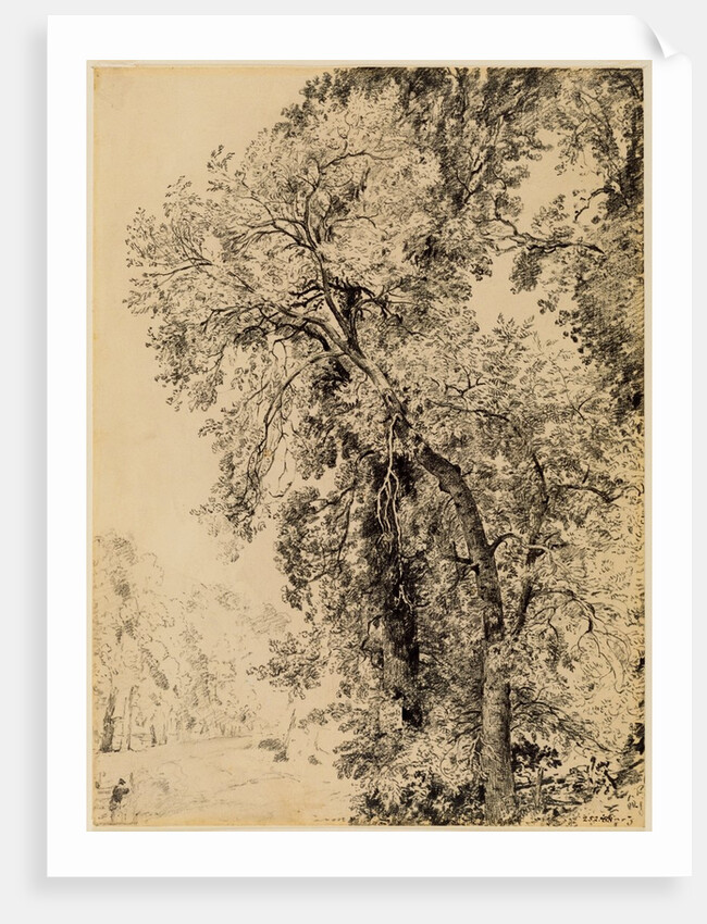 Study of Ash Trees by John Constable