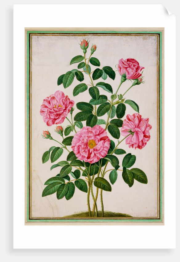 Rose by Johann Jakob Walther