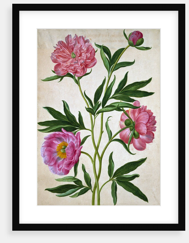 Peonies by Johann Jakob Walther