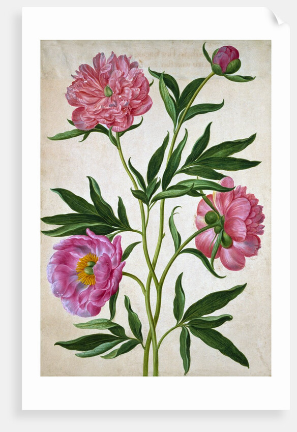 Peonies by Johann Jakob Walther