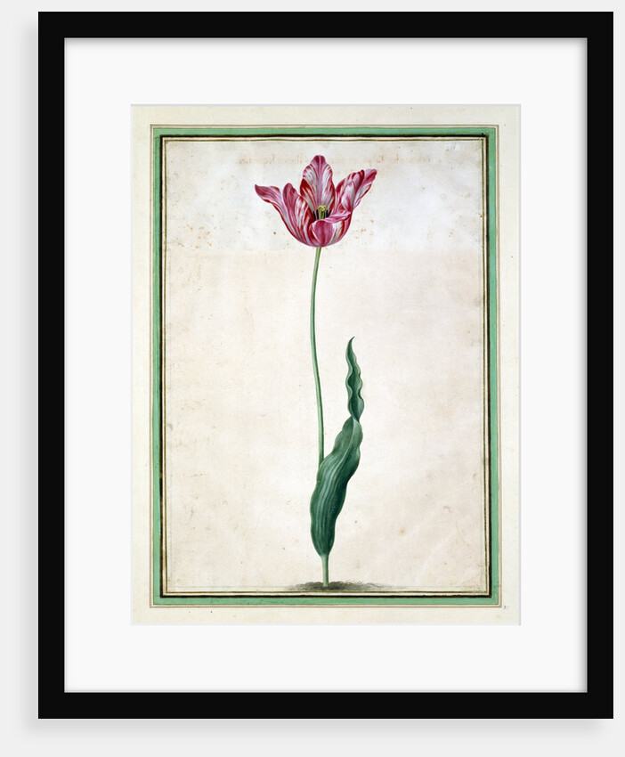 Tulips by Johan Jakob Walther