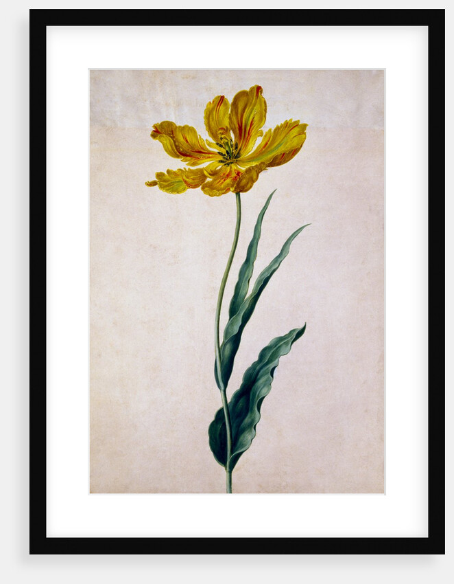 Parrot Tulip by Johann Jakob Walther