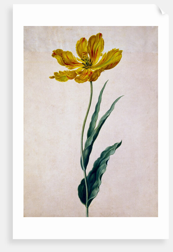 Parrot Tulip by Johann Jakob Walther