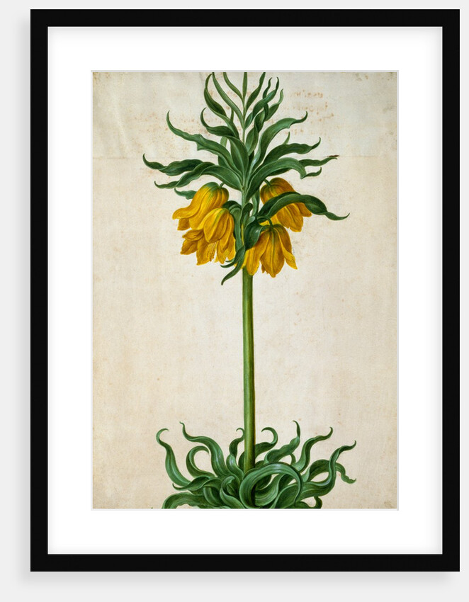 Crown Imperial by Johann Jakob Walther