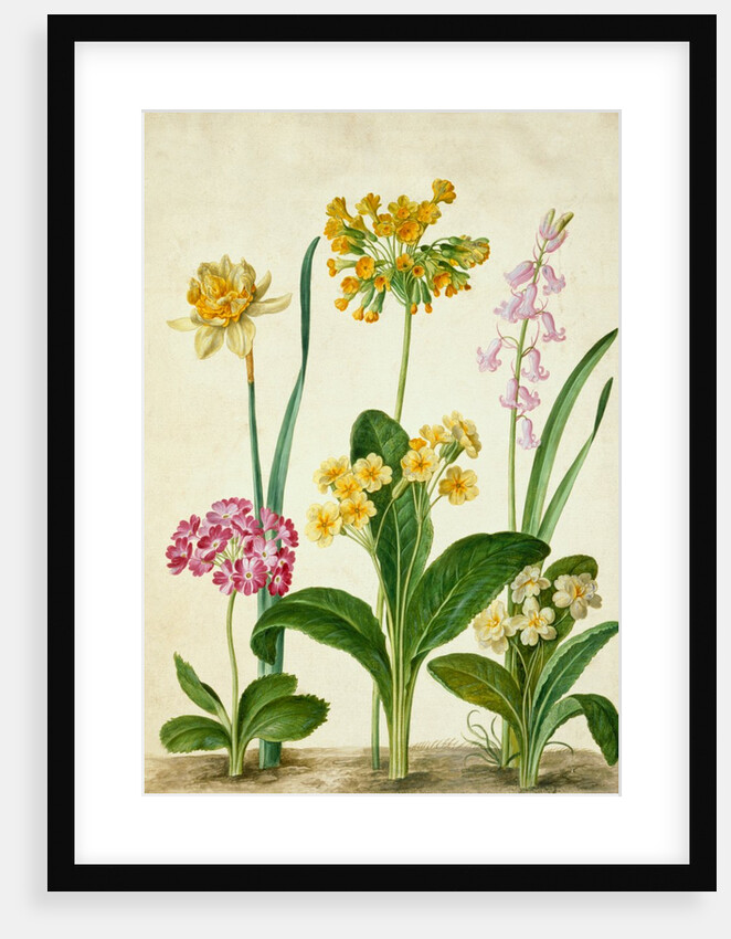 Cowslip by Johann Jakob Walther