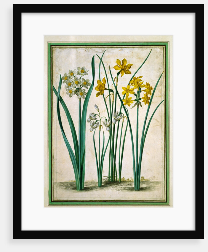 Narcissi, from Horti Itzeinensis by Johann Jakob Walther