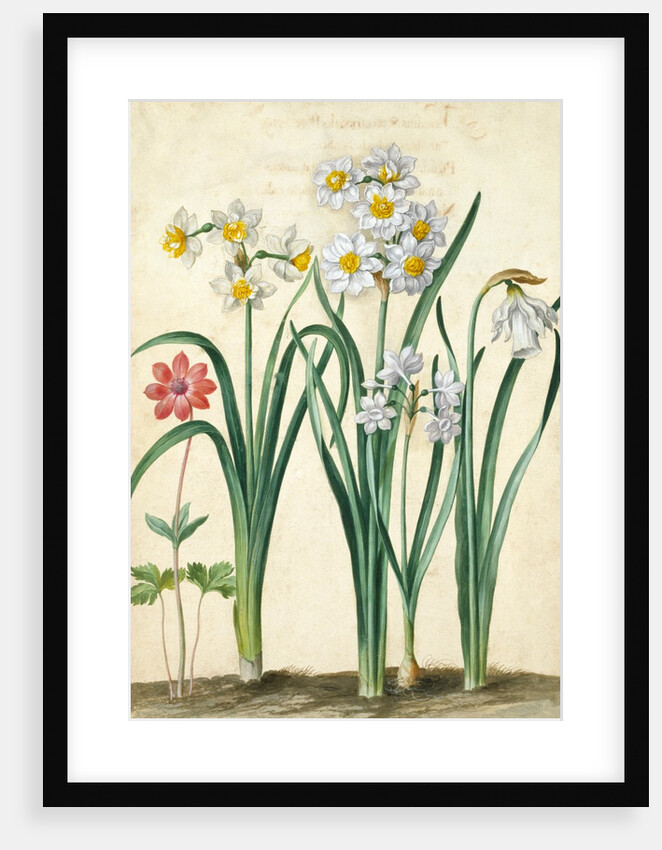 Narcissi by Johann Jakob Walther