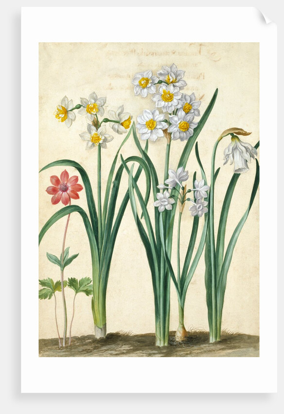 Narcissi by Johann Jakob Walther