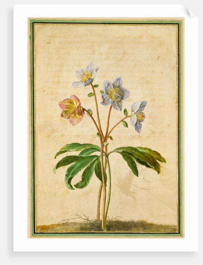 Christmas Rose by Johann Jakob Walther
