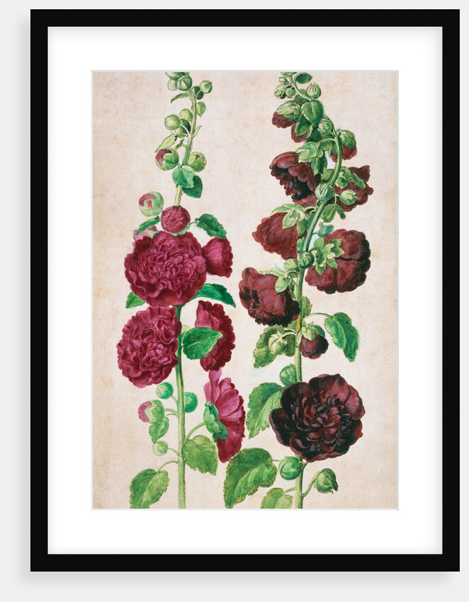 Hollyhocks by Johann Jakob Walther