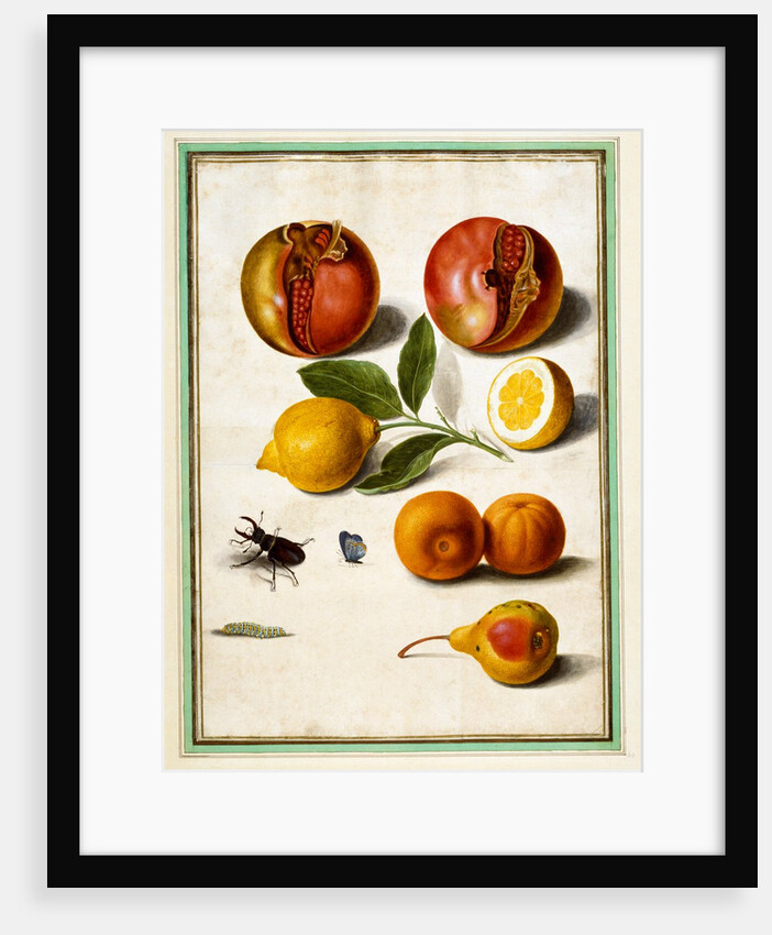 Pomegranates by Johann Jakob Walther