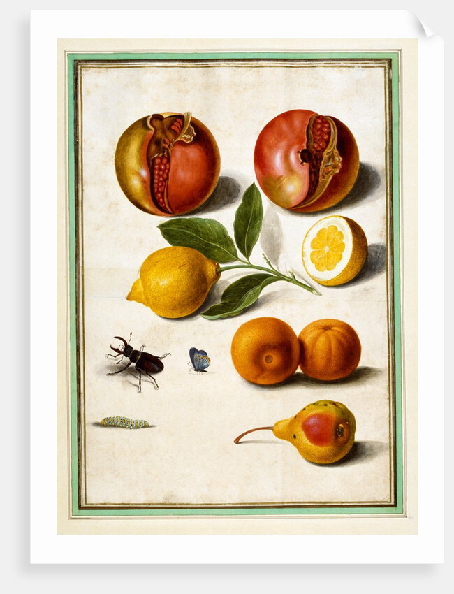 Pomegranates by Johann Jakob Walther
