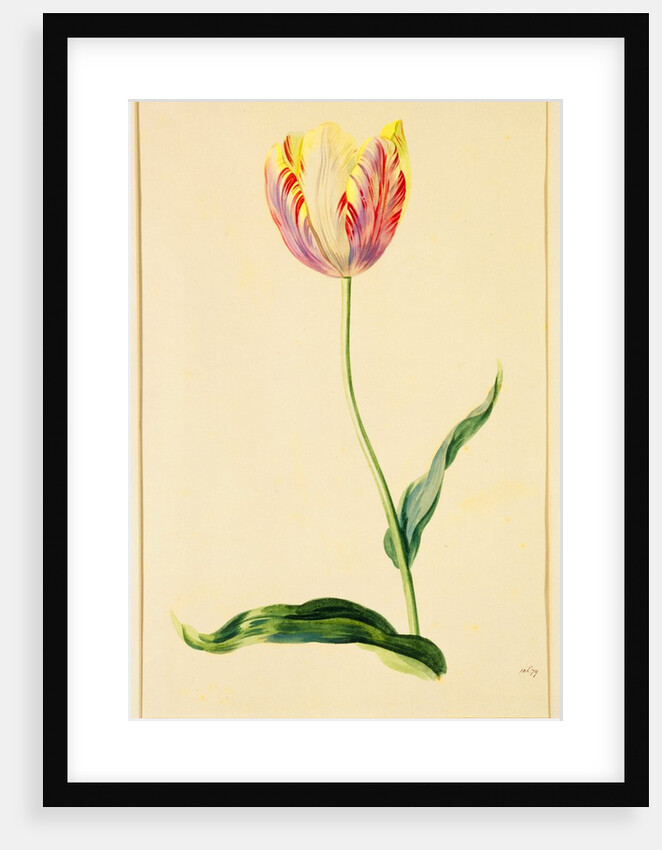 Study of a Tulip by Mary Moser