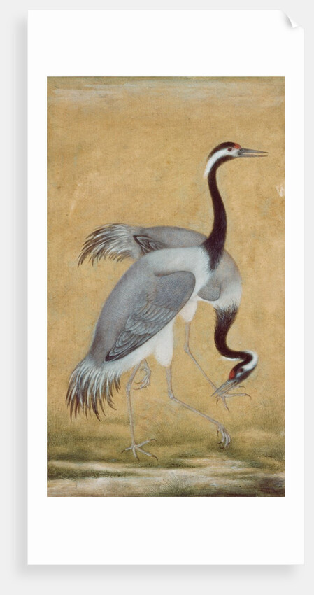 A pair of Saras birds by Unknown