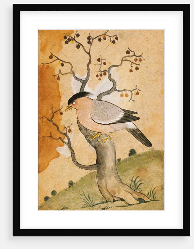 Black Headed Myna bird on a tree-trunk. Punjab, India, 19th century by Unknown