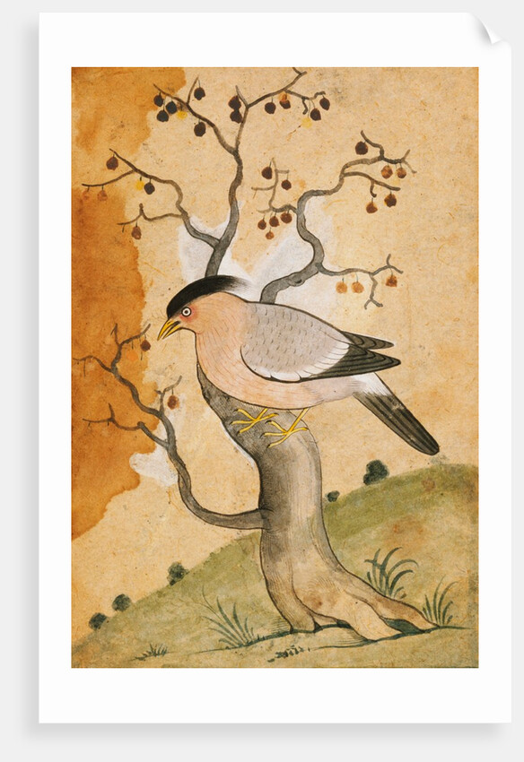 Black Headed Myna bird on a tree-trunk. Punjab, India, 19th century by Unknown