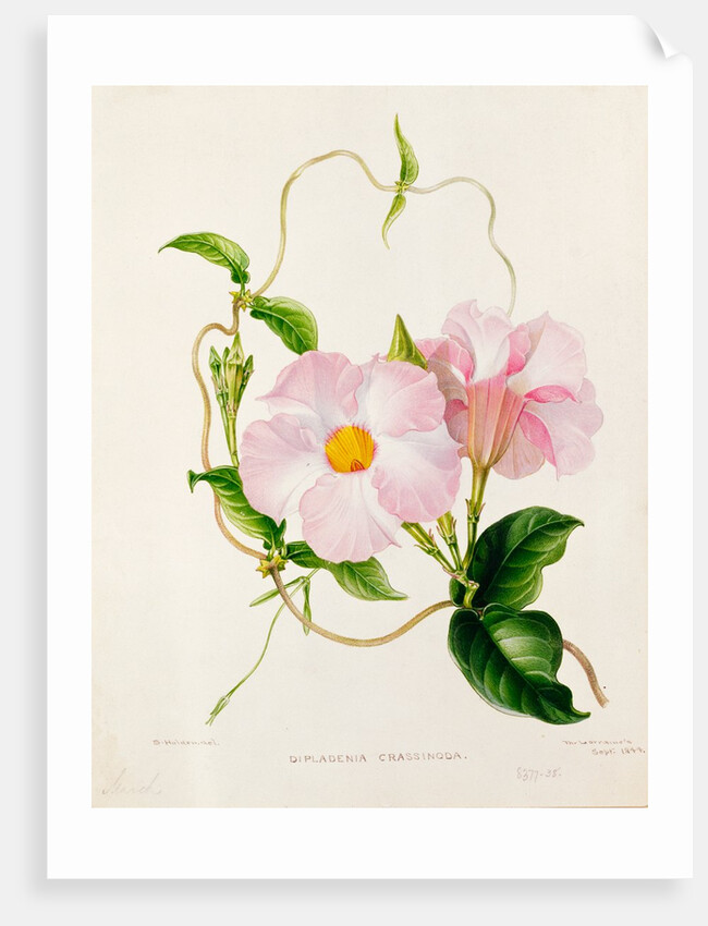 Orchid, Dipladenia Crassinoda by Unknown