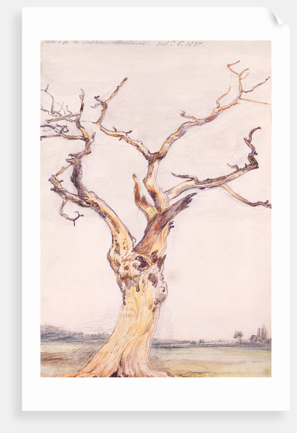 Oak in Deadham Meadows by John Constable