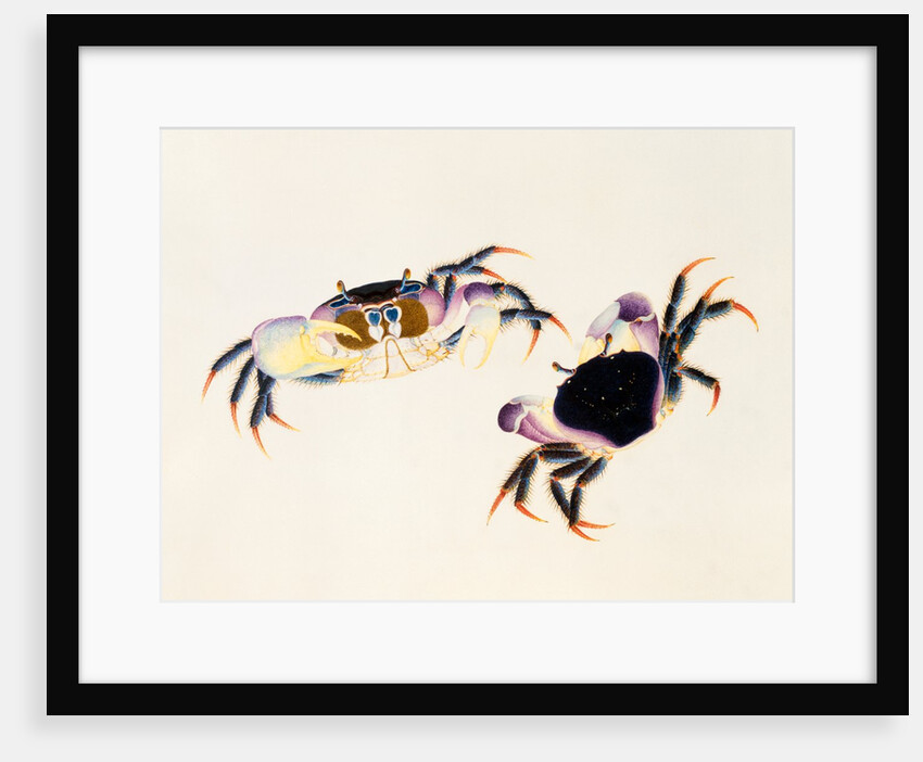 A Land Crab, Delhi Company School by Delhi Company School