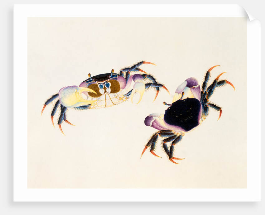 A Land Crab, Delhi Company School by Delhi Company School