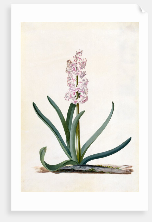 Hyacinth by Georg Dionysus Ehret