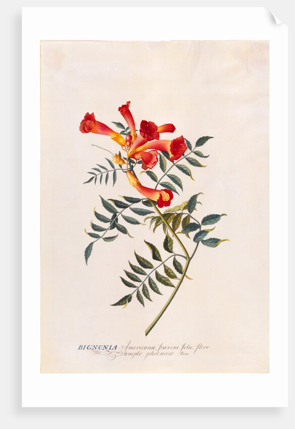 Bignonia by Georg Dionysus Ehret