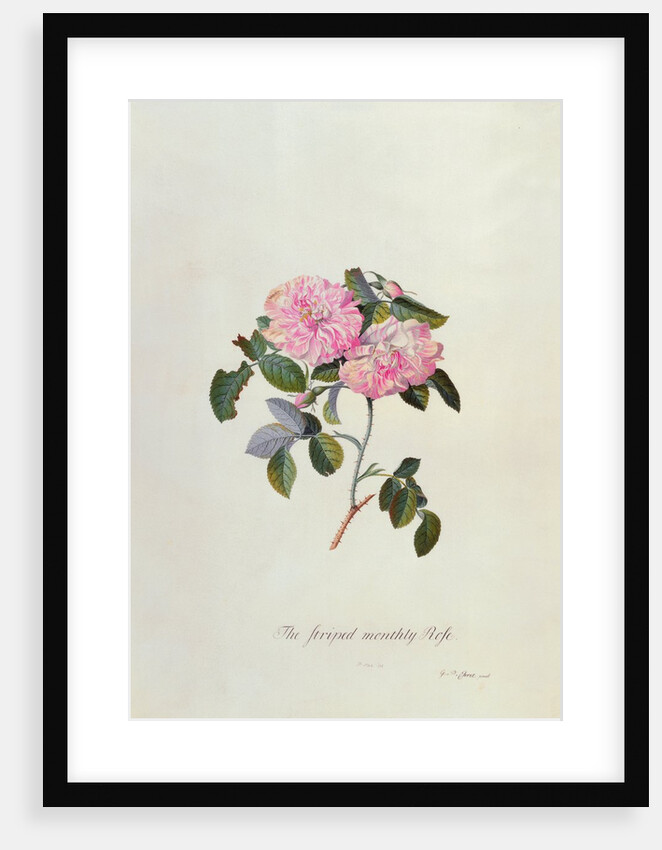Striped Monthly Rose by Georg Dionysus Ehret
