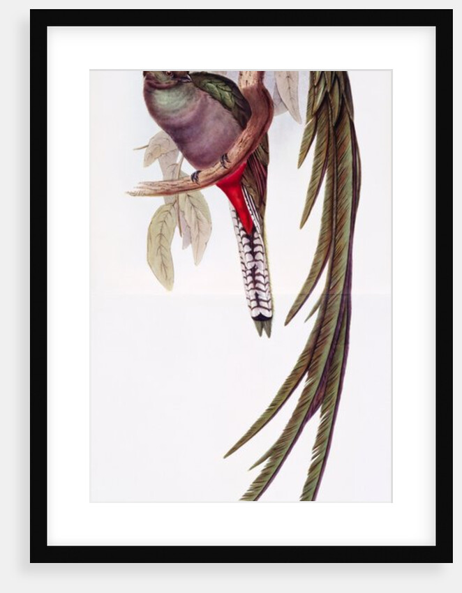 Fine Bird Books by Anonymous