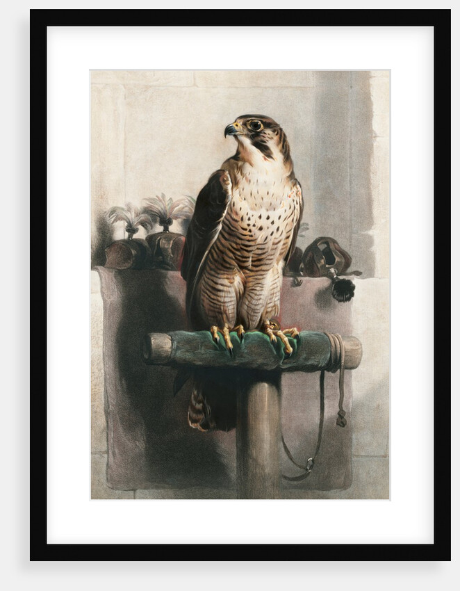The Hawk by Landseer