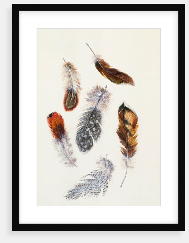 Feathers by Claude Aubriet
