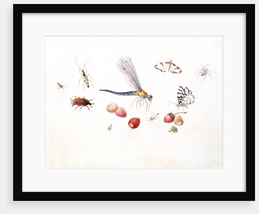 Dragonfly, Magpie Moth, Other insects and Wild strawberries by Claude Aubriet