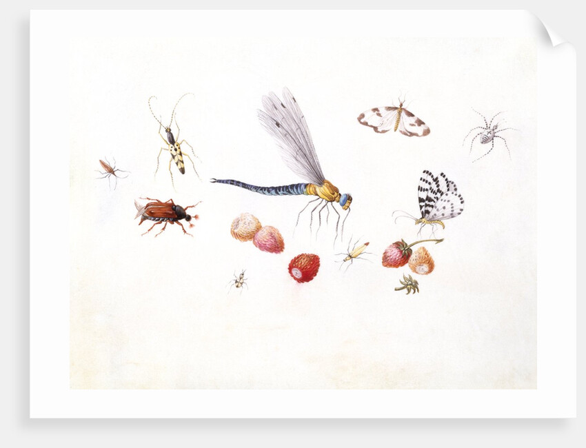Dragonfly, Magpie Moth, Other insects and Wild strawberries by Claude Aubriet