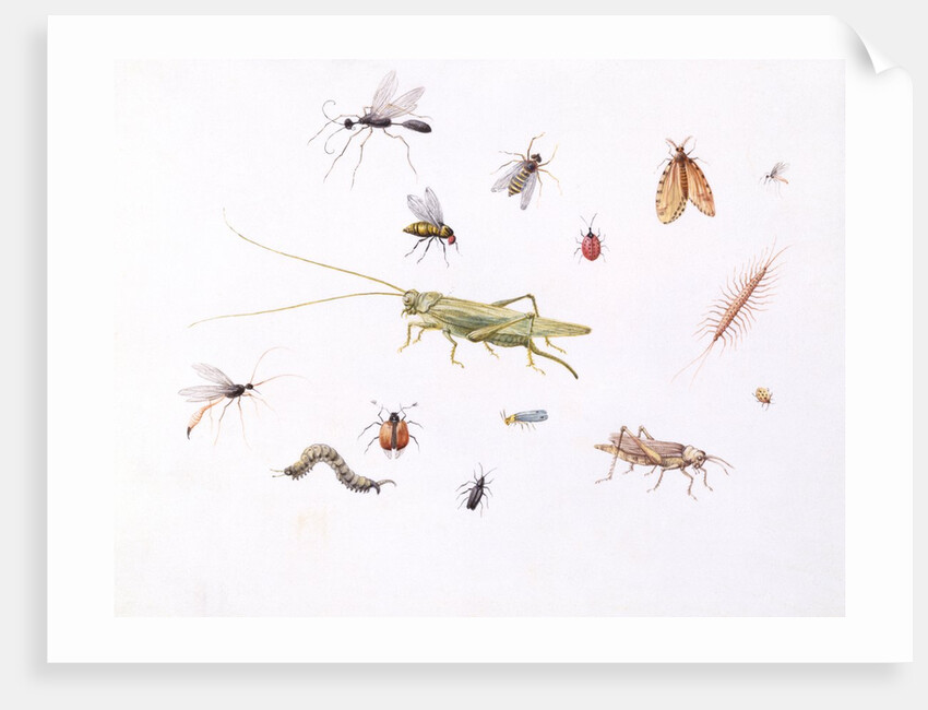 Grasshopper, Caterpillar and Other Insects by Claude Aubriet
