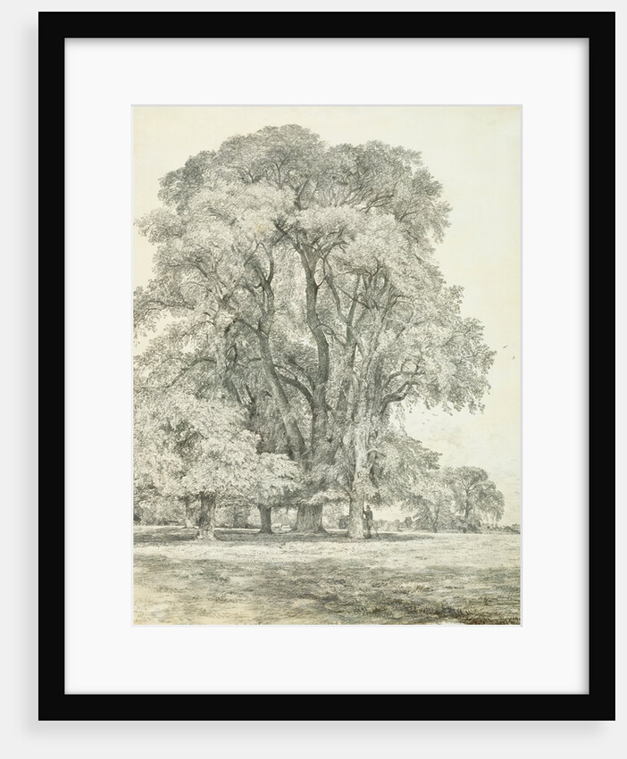 Elm Trees in Old Hall Park by John Constable