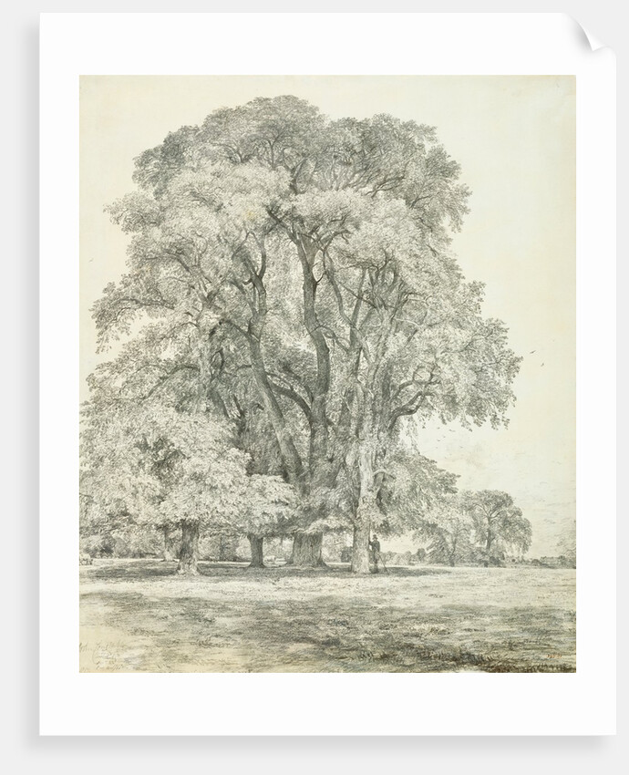 Elm Trees in Old Hall Park by John Constable