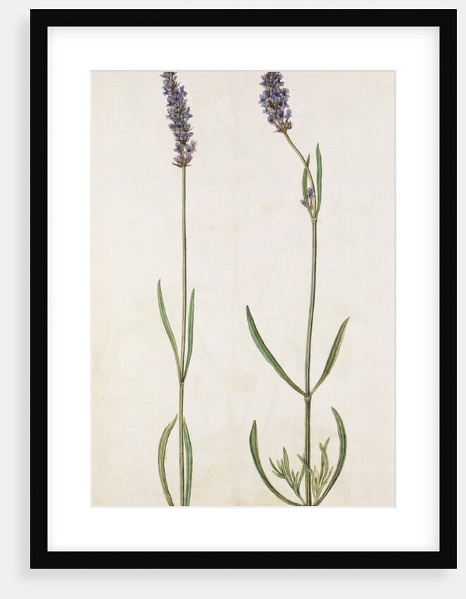 Lavender by Jacques Le Moyne de Morgues