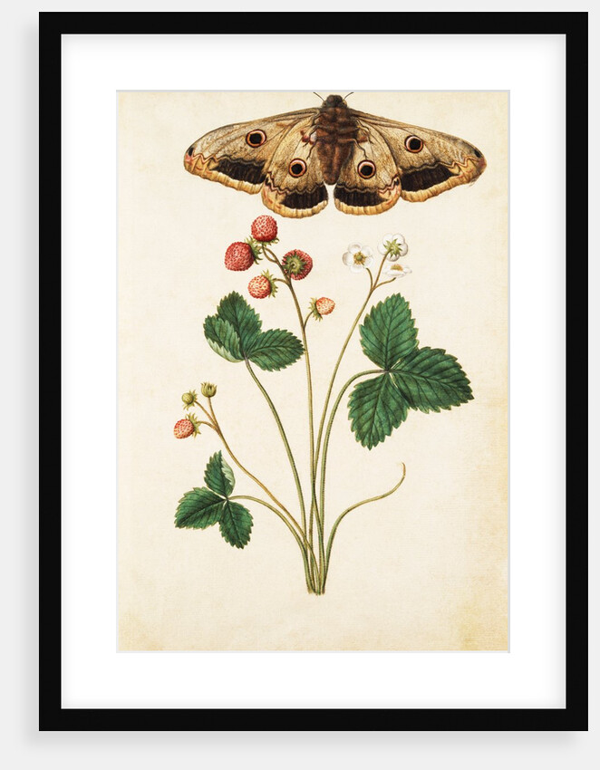 Wild Strawberry & Female Emperor Moth by Jacques Le Moyne de Morgues