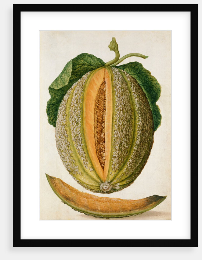 Melon by Jacques Le Moyne de Morgues