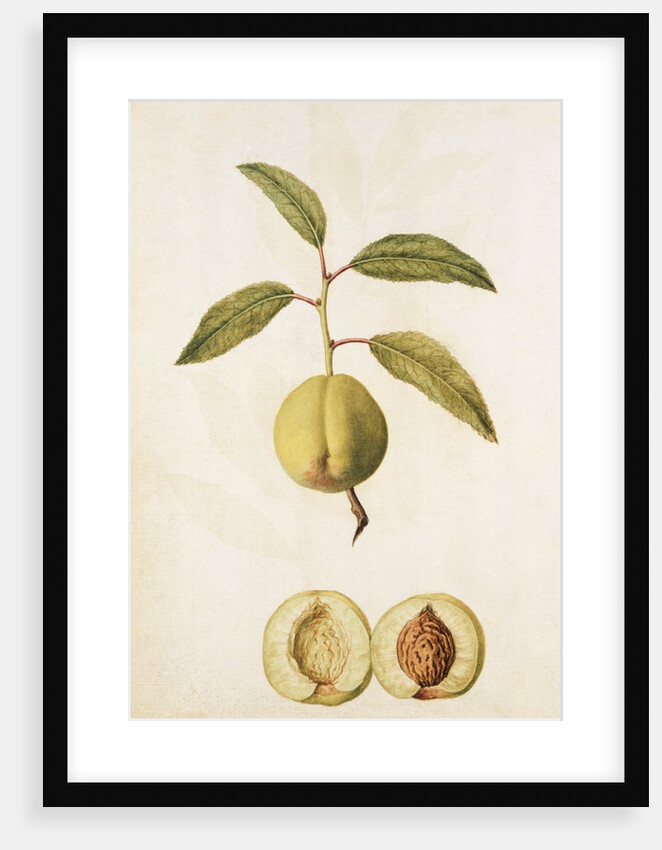Pyrus Domestica by Jacques Le Moyne de Morgues