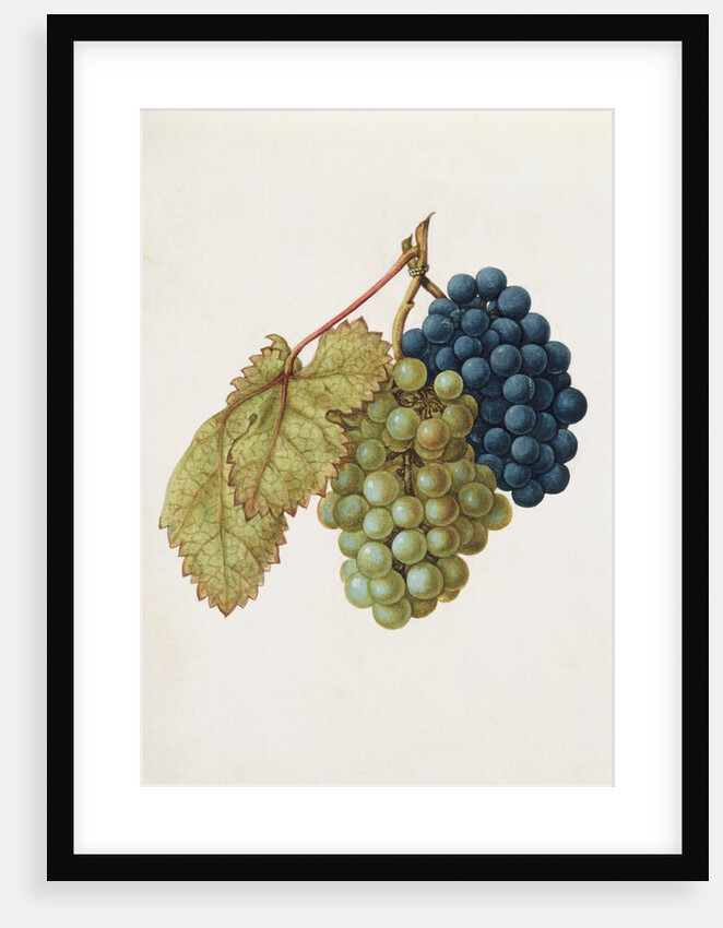 Black Grapes & White Grapes by Jacques Le Moyne de Morgues